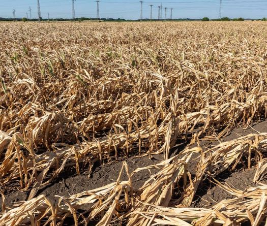 Drought: When the Sky Turns Its Back on the Earth