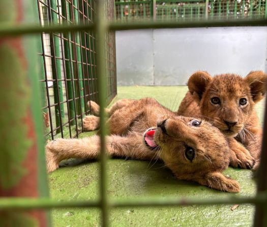 Zoo Owner Defies Legal System by Hiding Two Lion Cubs