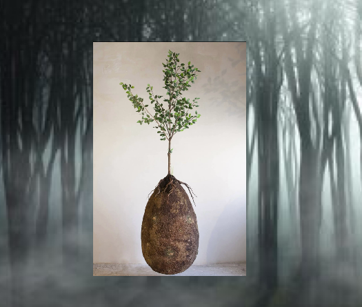 Capsula Mundi: Imagine Becoming a Tree After Death