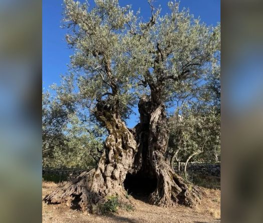 Southern Lebanon’s Olive Trees: Peace Left to Fallow