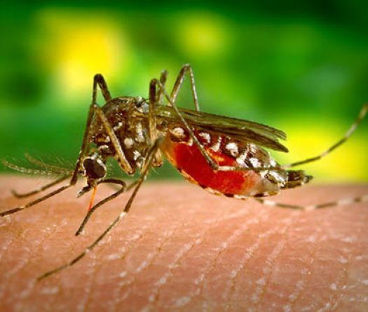 Malaria in Lebanon: Discreet Comeback or Simple Alert?