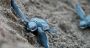Turtle Populations Thrive Again in Lebanese Waters