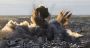 Hezbollah: A Legacy of Lies, Manipulation and Deception
