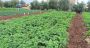 Survivre en zone rouge, les agriculteurs du Liban-Sud entre peur et résilience