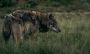 Wolf Protection Downgrade Gets Green Light in EU