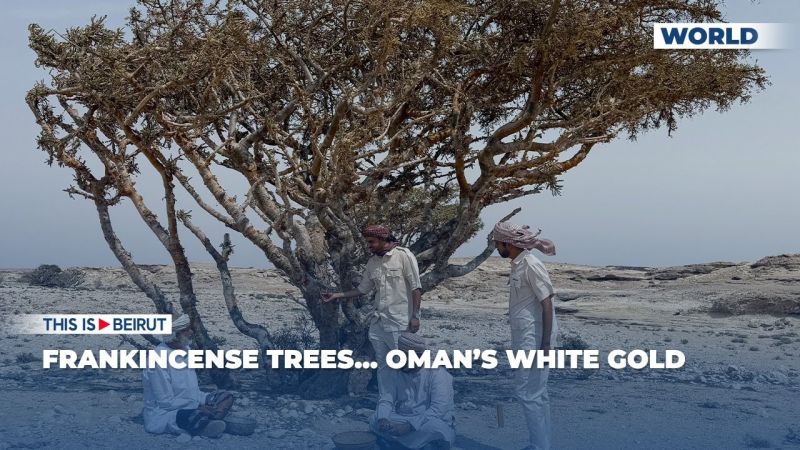 Frankincense Trees... Oman’s White Gold