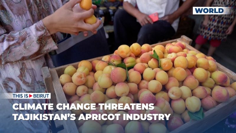 Climate Change Threatens Tajikistan’s Apricot Industry