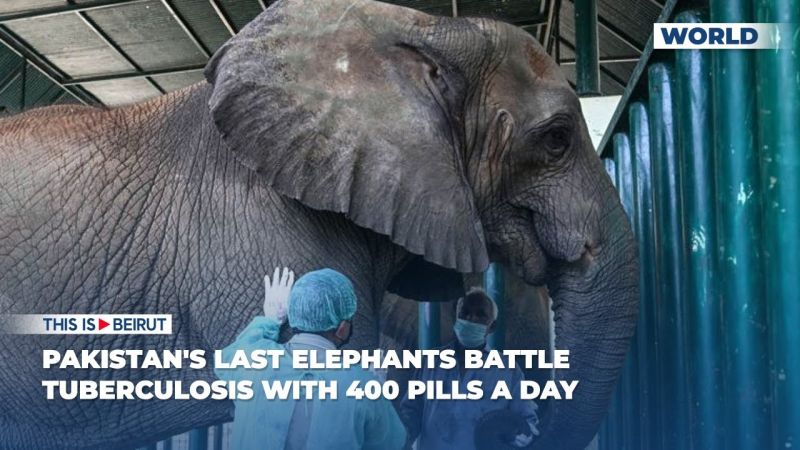 Pakistan's Last Elephants Battle Tuberculosis with 400 Pills a Day