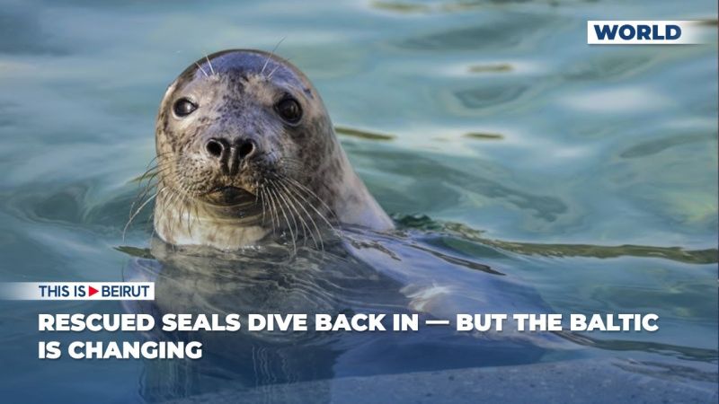 Rescued Seals Dive Back In — But the Baltic Is Changing